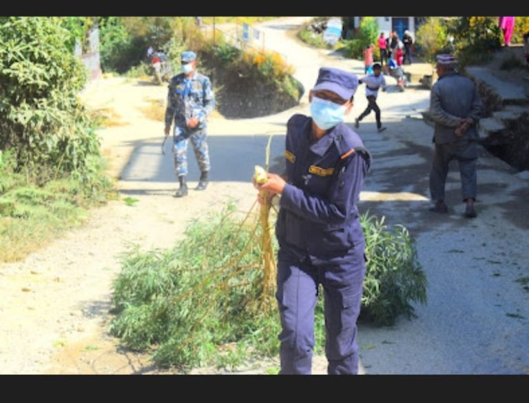 प्रहरीद्वारा ३५०० बोट गाँजा नष्ट